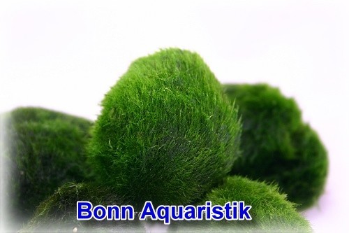 5 Japanische Marimo Moosbälle Mooskugeln 34 cm Wasserpflanzen Marimo